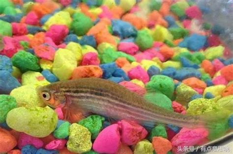 魚死掉埋葬|養了多年的寵物魚去世 